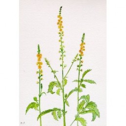 Bachova esencia 01 - Agrimony Bachova esencia 01 - Agrimony