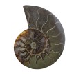 Minerál neopracované - Amonity - fosílie 1