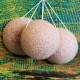 Japonská špongia - Konjac - ružová Japonská špongia - Konjac - ružová