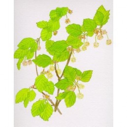 Bachova esencia 03 - Beech Bachova esencia 03 - Beech