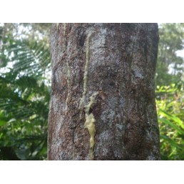 Vykurovadlo - Benzoin Sumatra 60ml Vykurovadlo - Benzoin Sumatra 60ml