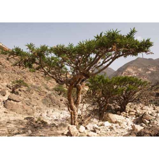 Vykurovadlo - Kadidlo (Olibanum) Eritrea 30ml