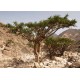 Vykurovadlo - Kadidlo (Olibanum) Eritrea 500g