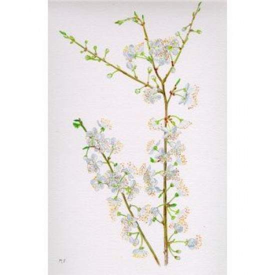 Bachova esencia 06 - Cherry Plum Bachova esencia 06 - Cherry Plum