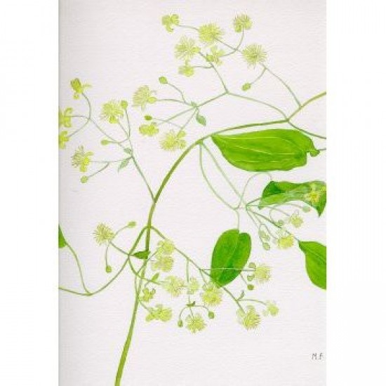 Bachova esencia 09 - Clematis Bachova esencia 09 - Clematis