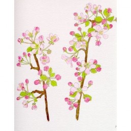 Bachova esencia 10 - Crab Apple Bachova esencia 10 - Crab Apple