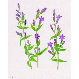 Bachova esencia 12 - Gentian Bachova esencia 12 - Gentian