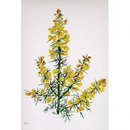 Bachova esencia 13 - Gorse Bachova esencia 13 - Gorse