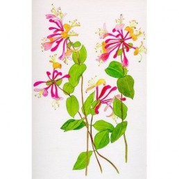 Bachova esencia 16 - Honeysuckle Bachova esencia 16 - Honeysuckle
