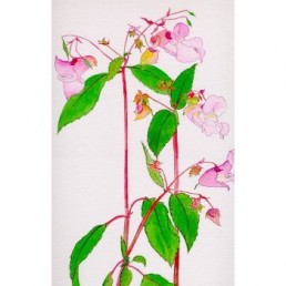 Bachova esencia 18 - Impatiens Bachova esencia 18 - Impatiens