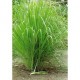 Organický éterický olej - Lemongrass (Citrónová tráva) 10ml - NHR