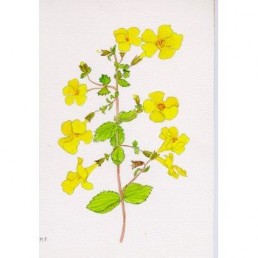 Bachova esencia 20 - Mimulus Bachova esencia 20 - Mimulus