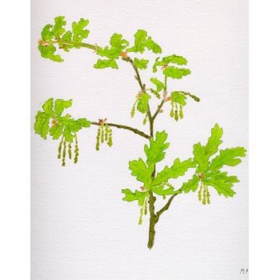 Bachova esencia 22 - Oak Bachova esencia 22 - Oak
