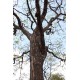 Vykurovadlo - Santalové drevo 30ml
