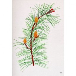 Bachova esencia 24 - Pine Bachova esencia 24 - Pine