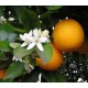 Organický éterický olej - Pomaranč sladký 10ml - NHR