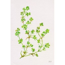 Bachova esencia 28 - Scleranthus Bachova esencia 28 - Scleranthus