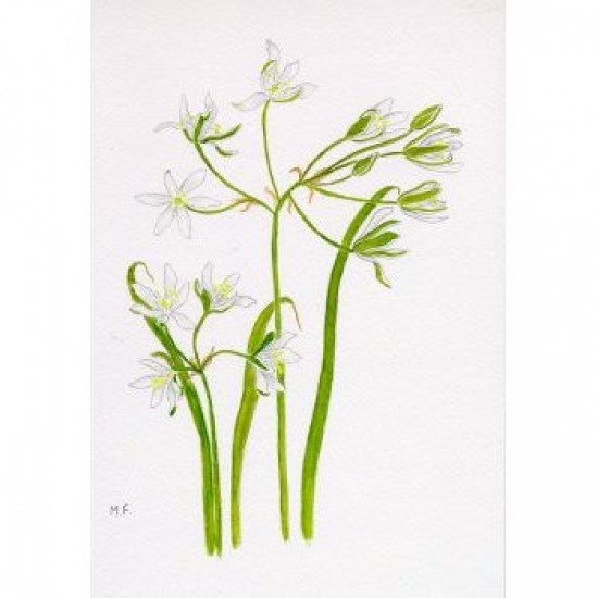 Bachova esencia 29 - Star of Bethlehem Bachova esencia 29 - Star of Bethlehem