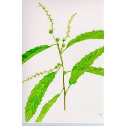 Bachova esencia 30 - Sweet Chestnut Bachova esencia 30 - Sweet Chestnut