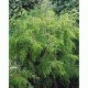 Organický éterický olej - Čajovník (Tea Tree) 10ml - NHR