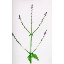 Bachova esencia 31 - Vervain Bachova esencia 31 - Vervain