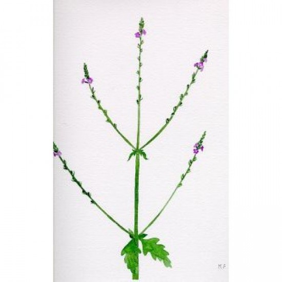 Bachova esencia 31 - Vervain Bachova esencia 31 - Vervain