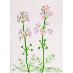 Bachova esencia 34 - Water Violet Bachova esencia 34 - Water Violet