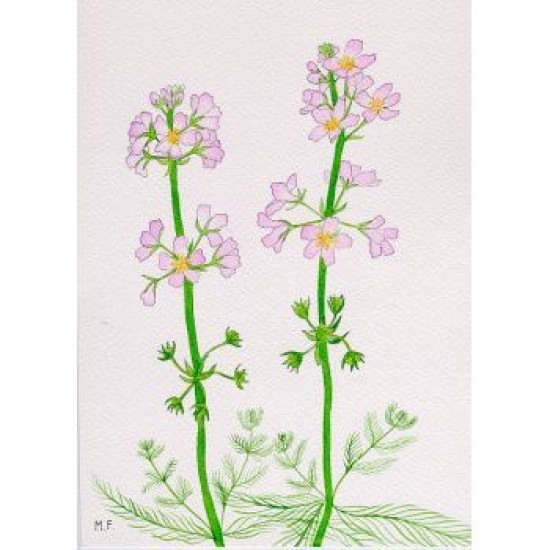 Bachova esencia 34 - Water Violet Bachova esencia 34 - Water Violet