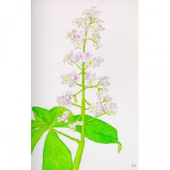 Bachova esencia 35 - White Chestnut Bachova esencia 35 - White Chestnut