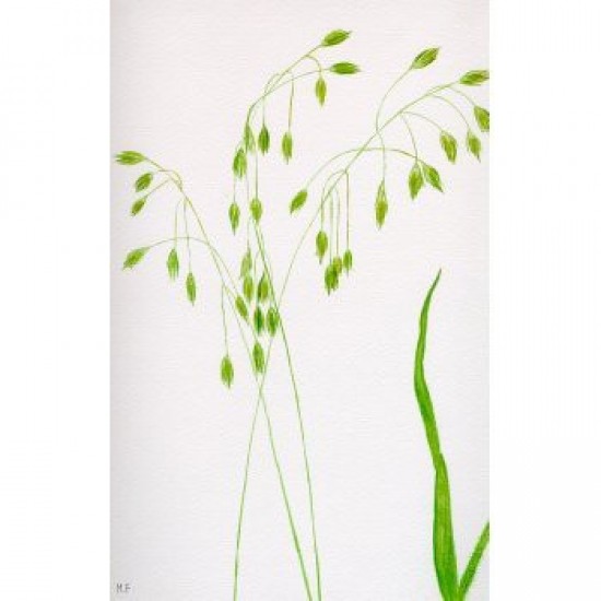 Bachova esencia 36 - Wild Oat Bachova esencia 36 - Wild Oat