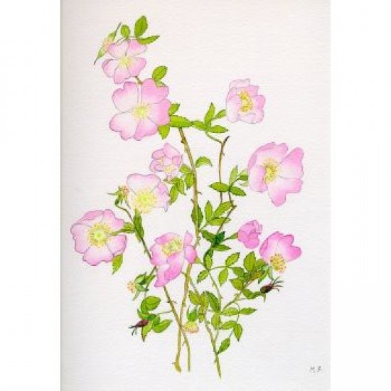 Bachova esencia 37 - Wild Rose Bachova esencia 37 - Wild Rose